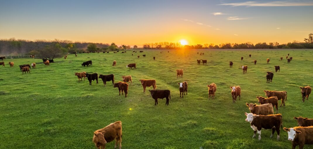 Carne Angus y Hereford