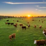 Carne Angus y Hereford