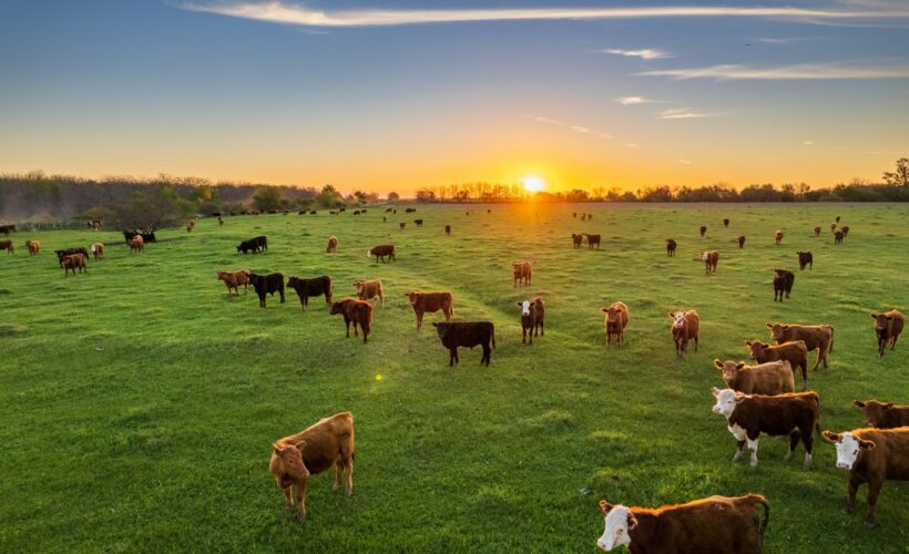 Carne Angus y Hereford